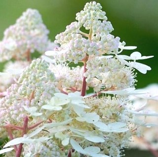 Гортензия метельчатая Эрли Гарри